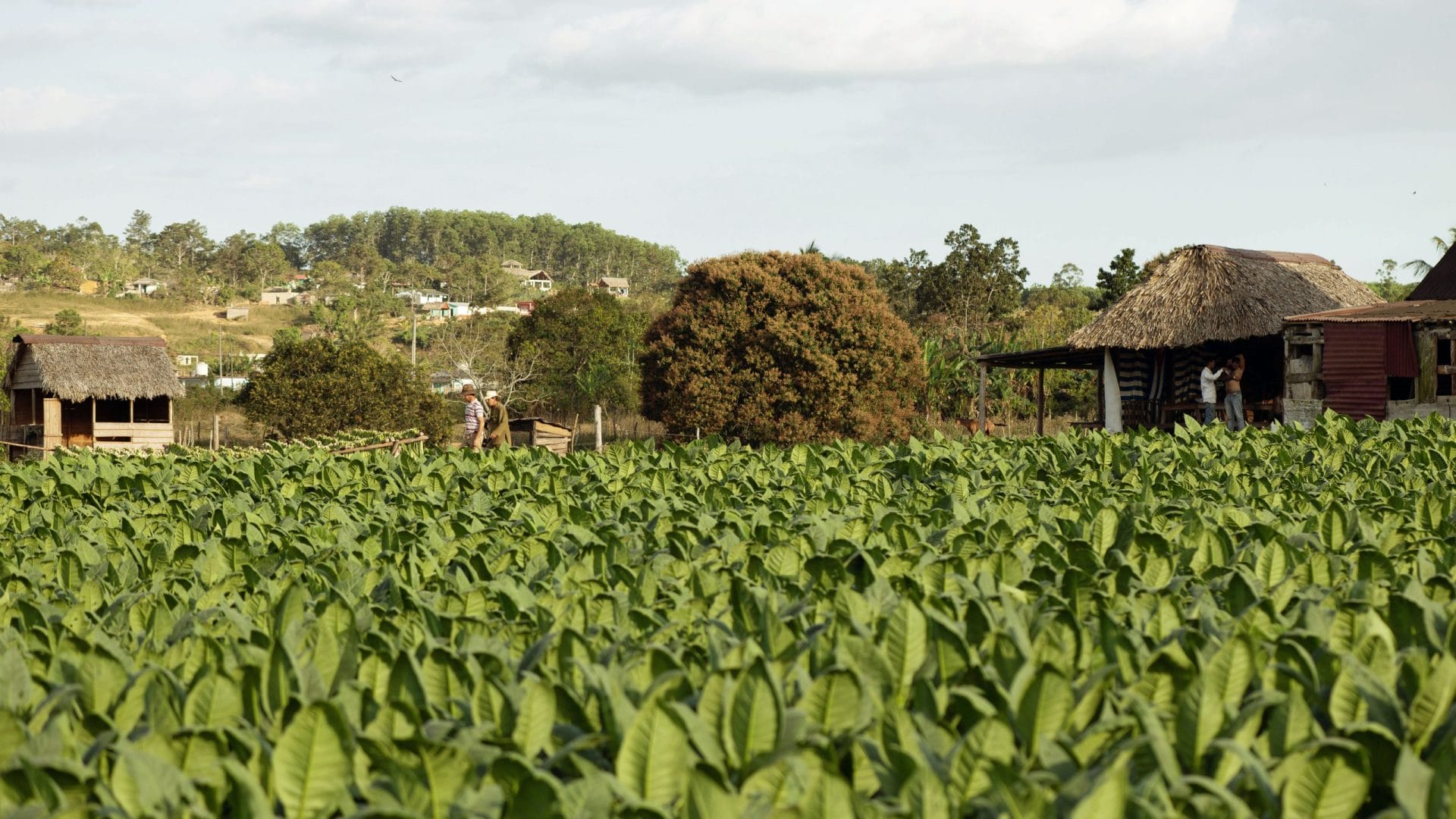 how to cure your own tobacco Types of Curing Tobacco for Cigars